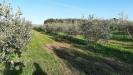 Terreno Agricolo in vendita a Rosignano Marittimo - vada - 02