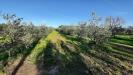 Terreno Agricolo in vendita a Rosignano Marittimo - vada - 03