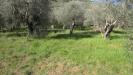 Terreno Agricolo in vendita a San Giuliano Terme - agnano - 04