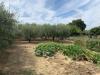 Terreno Agricolo in vendita a Empoli - santa maria a ripa - 03