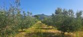Terreno Agricolo in vendita a Cascina - marciana - 02