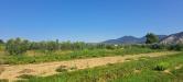 Terreno Agricolo in vendita a Cascina - marciana - 04