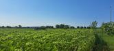 Terreno Agricolo in vendita a Cascina - marciana - 06