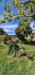 Casa indipendente in vendita con giardino a Cascina - san prospero navacchio - 04