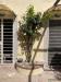 Appartamento in vendita con giardino a Pisa - san francesco - 06
