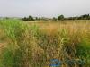 Terreno Agricolo in vendita a Larciano - 03