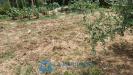 Terreno Agricolo in vendita a Lamporecchio - 04