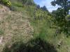 Terreno Agricolo in vendita a Carrara - fontia - 05