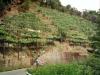 Terreno Agricolo in vendita a Carrara - fontia - 04