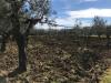Terreno Agricolo in vendita a Mosciano Sant'Angelo in ripoli - 02, Foto 2