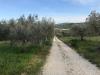 Terreno Agricolo in vendita a Tortoreto in via prato 5 - 03, Foto 3