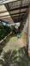 Casa indipendente in vendita con giardino a Rosignano Marittimo - 04