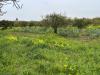 Terreno Agricolo in vendita a Massafra in contrada pantano - 02, Foto 2