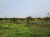 Terreno Agricolo in vendita a Massafra in contrada pantano - 03, Foto 3