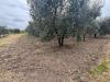 Terreno Agricolo in vendita a Massafra in contrada pantanello - 02, Foto 2