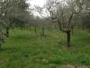 Terreno in vendita a Capriglia Irpina - 06