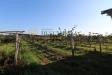 Terreno Agricolo in vendita a Volta Mantovana in strada provinciale 15 - 03, Foto 3