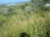 Terreno Agricolo in vendita a Monterotondo - 05, WhatsApp Image 2026-09-24 at 11.56.09.jpeg