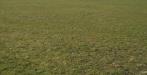 Terreno Agricolo in vendita a Santa Maria a Monte - san donato - 02