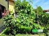 Villa in vendita a Torrevecchia Pia - 02