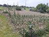 Terreno Agricolo in vendita a Ravenna in argine sx fiume uniti - 02, Foto 2