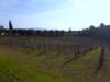 Terreno in vendita a Castelnuovo Berardenga in via del chianti 101 - 04