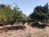 Terreno Agricolo in vendita a San Vito dei Normanni in c.da gaeta piccolo sn - 10, Foto 10