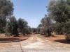 Terreno Agricolo in vendita a San Vito dei Normanni in c.da gaeta piccolo sn - 07, Foto 7