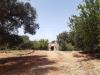 Terreno Agricolo in vendita a San Vito dei Normanni in c.da gaeta piccolo sn - 08, Foto 8