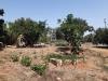 Terreno Agricolo in vendita a San Vito dei Normanni in c.da gaeta piccolo sn - 09, Foto 9