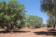 Terreno Agricolo in vendita a San Vito dei Normanni in contrada gaeta sn - 05, Foto 5