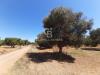 Terreno Agricolo in vendita a San Vito dei Normanni in contrada gaeta sn - 07, Foto 7