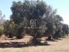 Terreno Agricolo in vendita a San Vito dei Normanni in contrada gaeta sn - 08, Foto 8