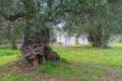 Rustico in vendita con giardino a Ostuni in contrada boezio - calcagni sn - 10, Foto 10