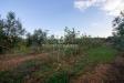 Terreno Agricolo in vendita a San Vito dei Normanni in contrada san giacomo - 09, Foto 9