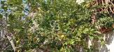 Rustico in vendita con giardino a San Vito dei Normanni in contrada gabellotti sn - 10, Foto 10