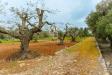 Rustico in vendita da ristrutturare a Ostuni in contrada badessa 0 - 06, Foto 6