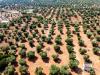 Terreno Agricolo in vendita a Ostuni in contrada santa varva sn - 05, Foto 5