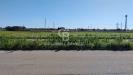 Terreno Agricolo in vendita a Brindisi in contrada piccoli snc - 03, Foto 3