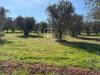 Terreno Agricolo in vendita a Ostuni in contrada montelotorto - 02, Foto 2