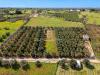 Terreno Agricolo in vendita a Ostuni in contrada chiobbica snc - 02, Foto 2