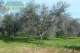 Terreno Agricolo in vendita a Colli del Tronto - 03, Foto 3