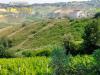 Terreno Agricolo in vendita a Acquaviva Picena - 02, Foto 2