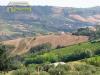 Terreno Agricolo in vendita a Acquaviva Picena - 04, Foto 4