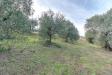 Terreno Agricolo in vendita a Ripatransone - 03, Foto 3