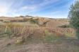 Terreno Agricolo in vendita a Ripatransone - 04, Foto 4