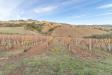 Terreno Agricolo in vendita a Ripatransone - 05, Foto 5