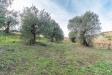 Terreno Agricolo in vendita a Ripatransone - 09, Foto 9