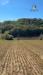 Terreno Agricolo in vendita a Controguerra - 10, Foto 10