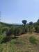 Terreno in vendita a Follonica in localita valleonesta - 02